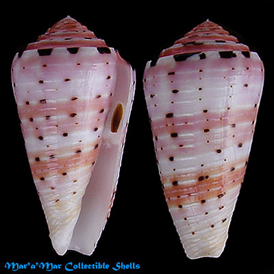 Conus aurisiacus Linné, 1758