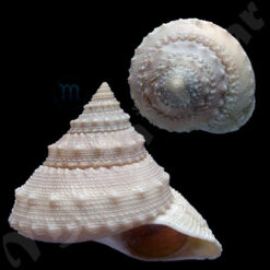 Lischkeia alwinae (Lischke, 1871)