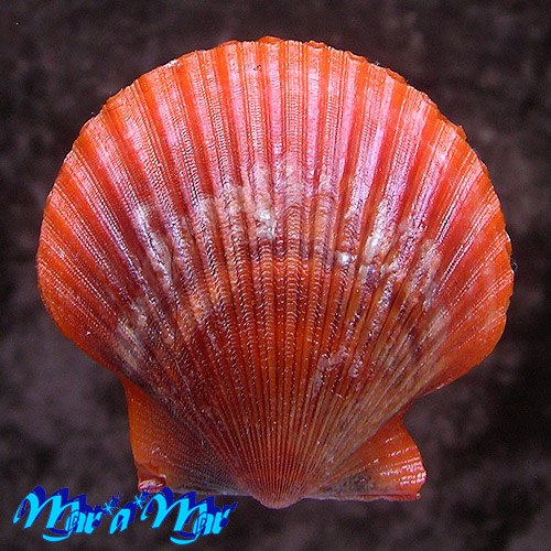 Aequipecten flabellum Gmelin, 1791
