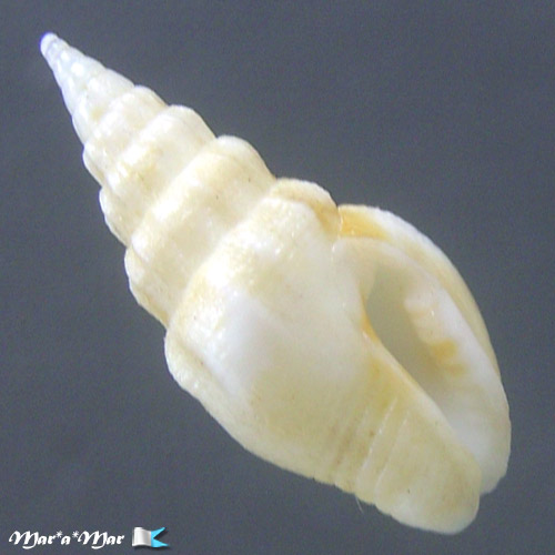 Strombina pumillo (Reeve, 1859)