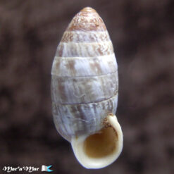 Cerion incana vaccinum Pilsbry, 1902