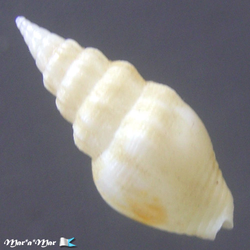 Alternative view of Strombina pumillo (Reeve, 1859)