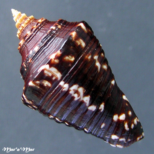 Lobatus (Strombus) goliath Schröter, 1805 - Imagem 2