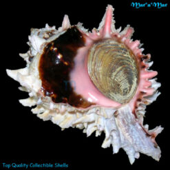 Phyllonotus regius (Swainson, 1821)