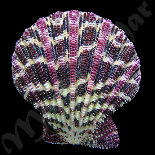 Gloripallium pallium (Liné, 1758)