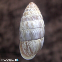 Alternative view of Cerion incana vaccinum Pilsbry, 1902