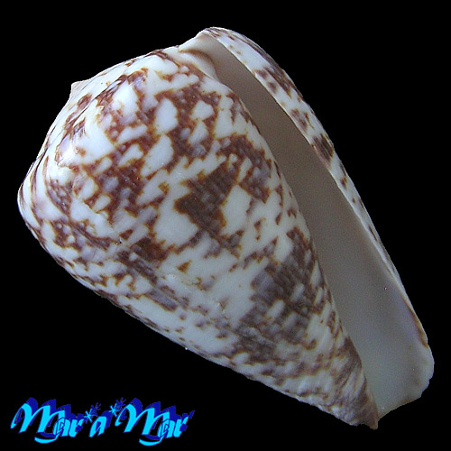 Conus venulatus Hwass, 1792