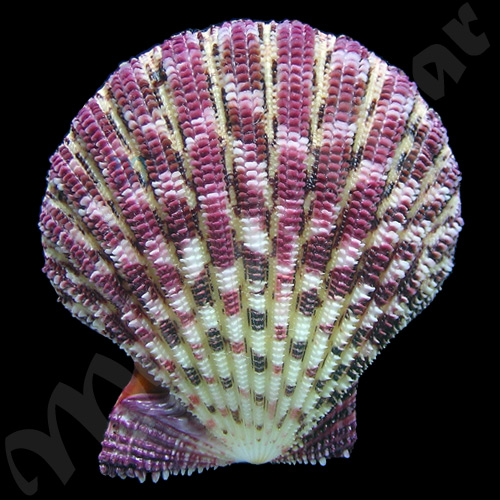 Gloripallium pallium (Liné, 1758) - Imagem 2