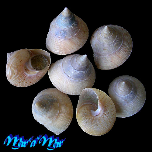 Calliostoma granulatum (Born, 1778)