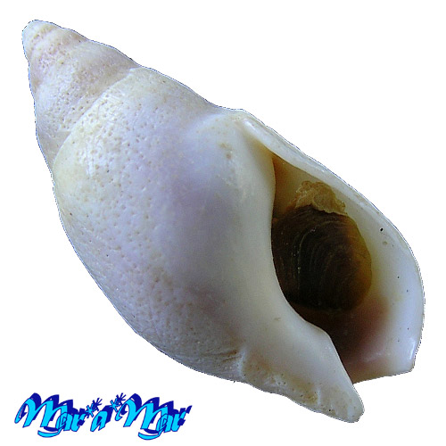 Buccinanops duartei Klappenbach, 1961