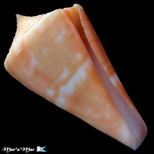 Conus carioca Petuch, 1986