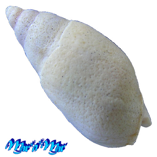 Alternative view of Buccinanops duartei Klappenbach, 1961