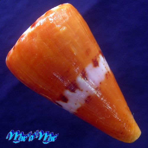 Conus riosi Petuch, 1986 - Imagem 2