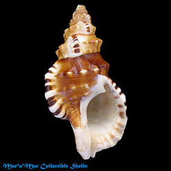 Ranella gemmifera (Euthyme, 1889)