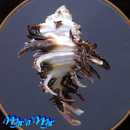 Hexaplex cichoreum depressospinosus (Dunker, 1869) - Image 3