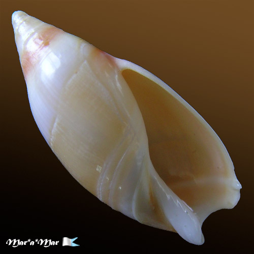 Amalda josecarlosi Pastorino, 2003*