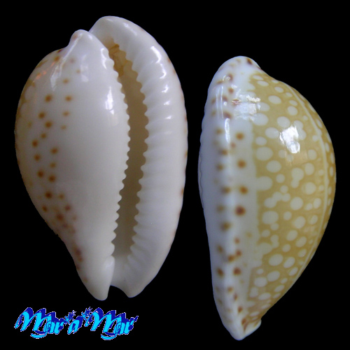 Alternative view of Cypraea gaskoini Reeve, 1846