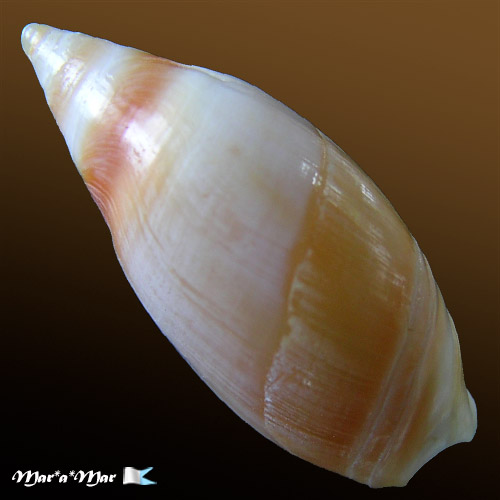 Alternative view of Amalda josecarlosi Pastorino, 2003*