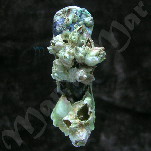 Malleus candeanus (d´Orbigny, 1842)