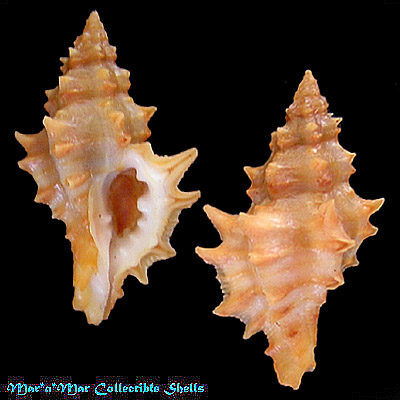 Muricopsis josei Vokes, 1994