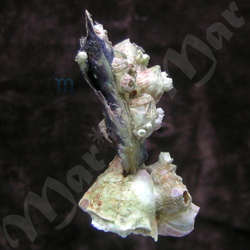 Malleus candeanus (d´Orbigny, 1842) - Imagem 3