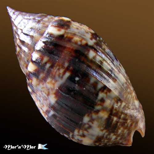 Alternative view of Enaeta barnesii Gray, 1825