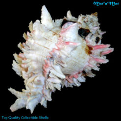 Phyllonotus regius (Swainson, 1821) - Imagem 2