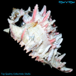 Phyllonotus regius (Swainson, 1821) - Imagem 3