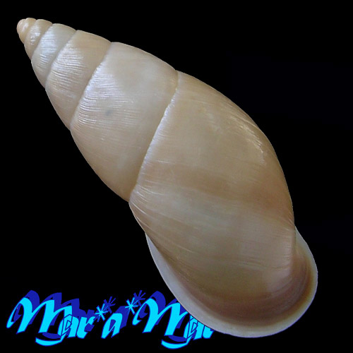 Alternative view of Kora sp.