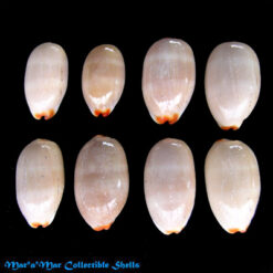 Cypraea (Luria) isabella isabella L., 1758