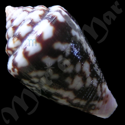 Conus hieroglyphus Duclus, 1833