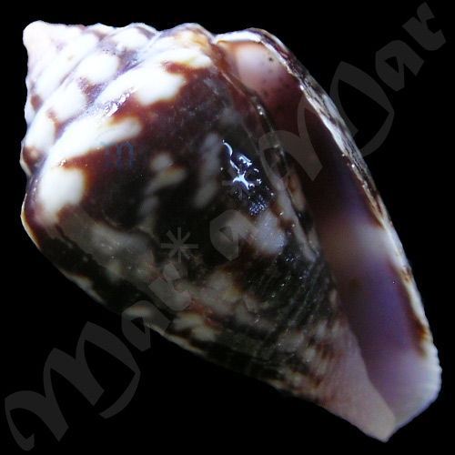 Conus hieroglyphus Duclus, 1833 - Image 2