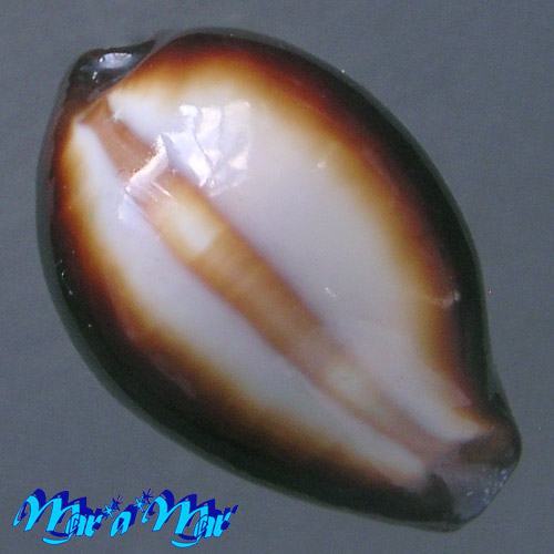 Cypraea onyx Linnaeus, 1758