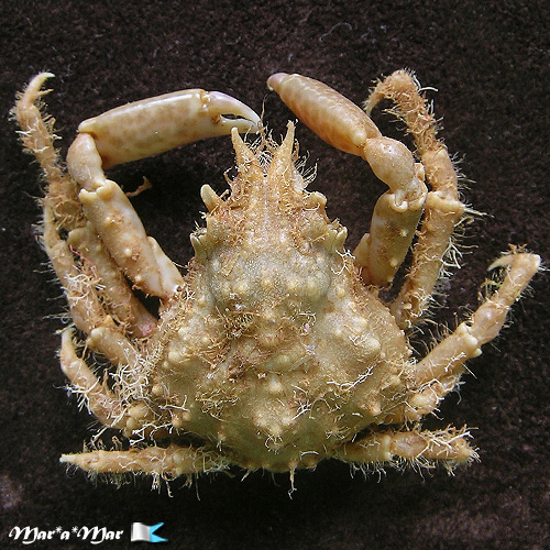 Libinia belicosa  Oliveira, 1944