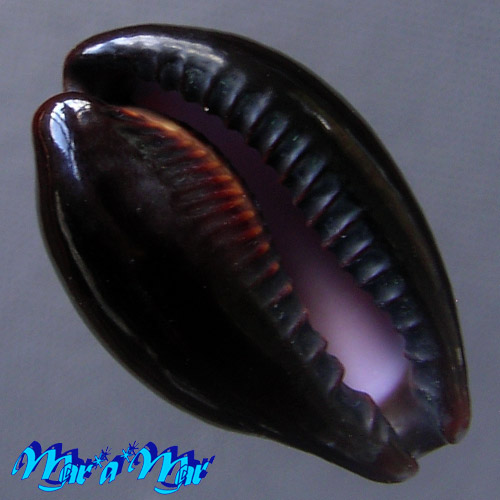 Alternative view of Cypraea onyx Linnaeus, 1758