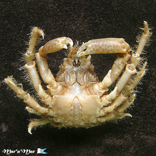 Alternative view of Libinia belicosa  Oliveira, 1944