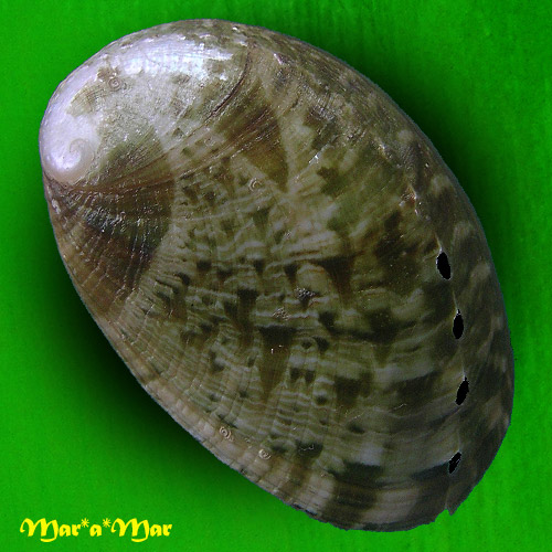 Haliotis glabra Gmelin, 1791