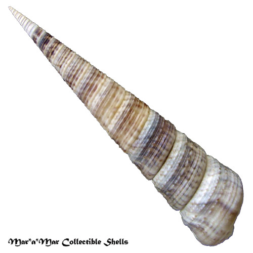 Alternative view of Turritella variegata (Linnaeus, 1758)