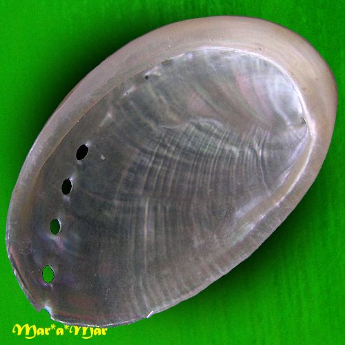 Alternative view of Haliotis glabra Gmelin, 1791