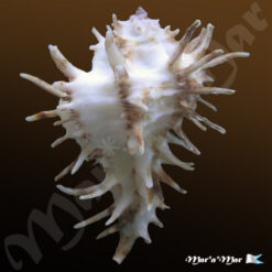 Alternative view of Homalocantha oxyacantha (Broderip, 1833)