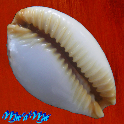 Cypraea (Staphylaea) semiplota Mighels J.W., 1845 - Imagem 3