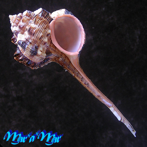 Haustellum haustellum (Linnaeus, 1758)