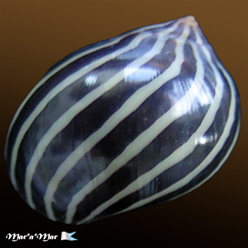 Alternative view of Neritina lagates Lamarck, 1822