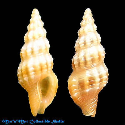 Nassarina thetys Costa & Absalão, 1998*