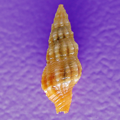 Nassarina thetys Costa & Absalão, 1998* - Imagem 2