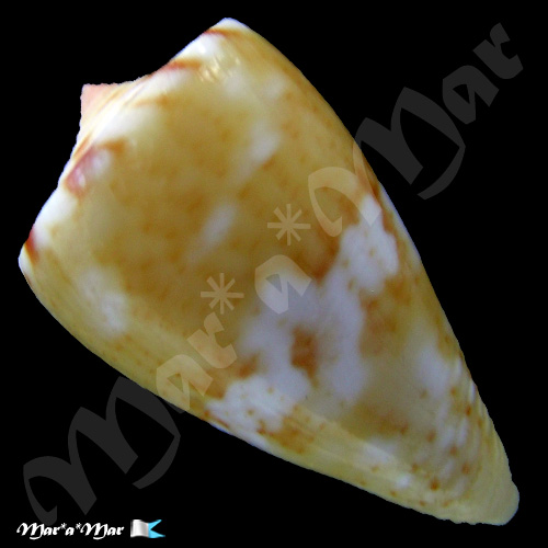 Conus mauricioi Coltro, 2004