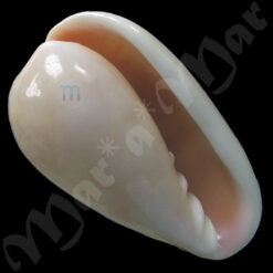 Bullata analuciae Souza & Covert, 2001