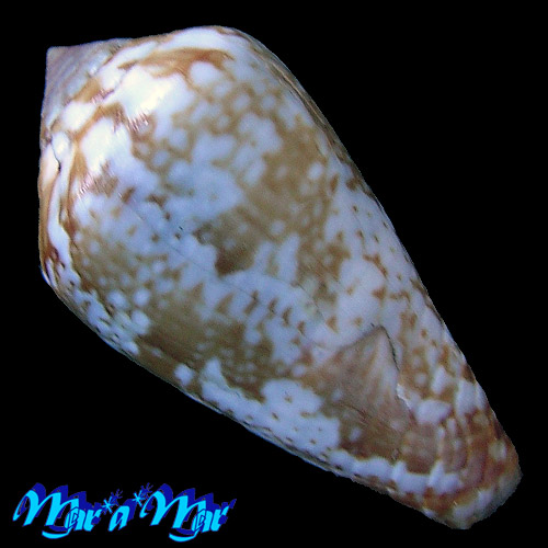 Alternative view of Conus aemulus Reeve, 1844