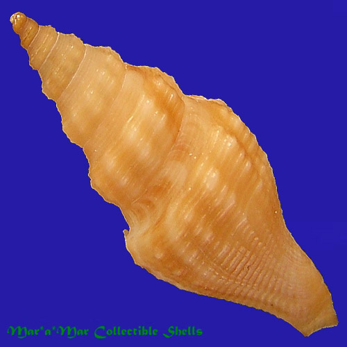 Brachytoma sp. - Image 2