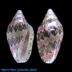 Marginella spinacea Gofas & Fernandes, 1988
